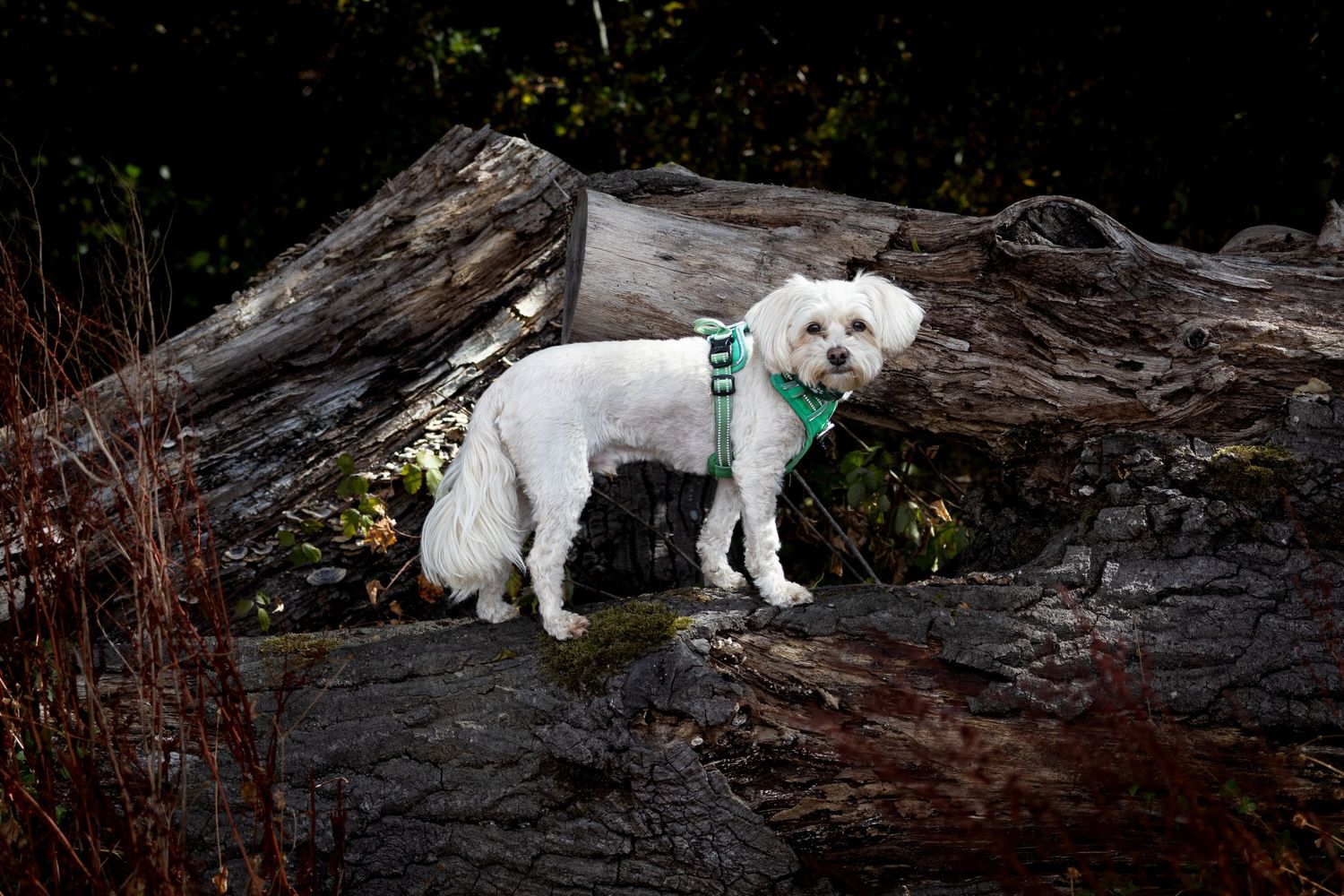 A small white dog on fallen tree trunks