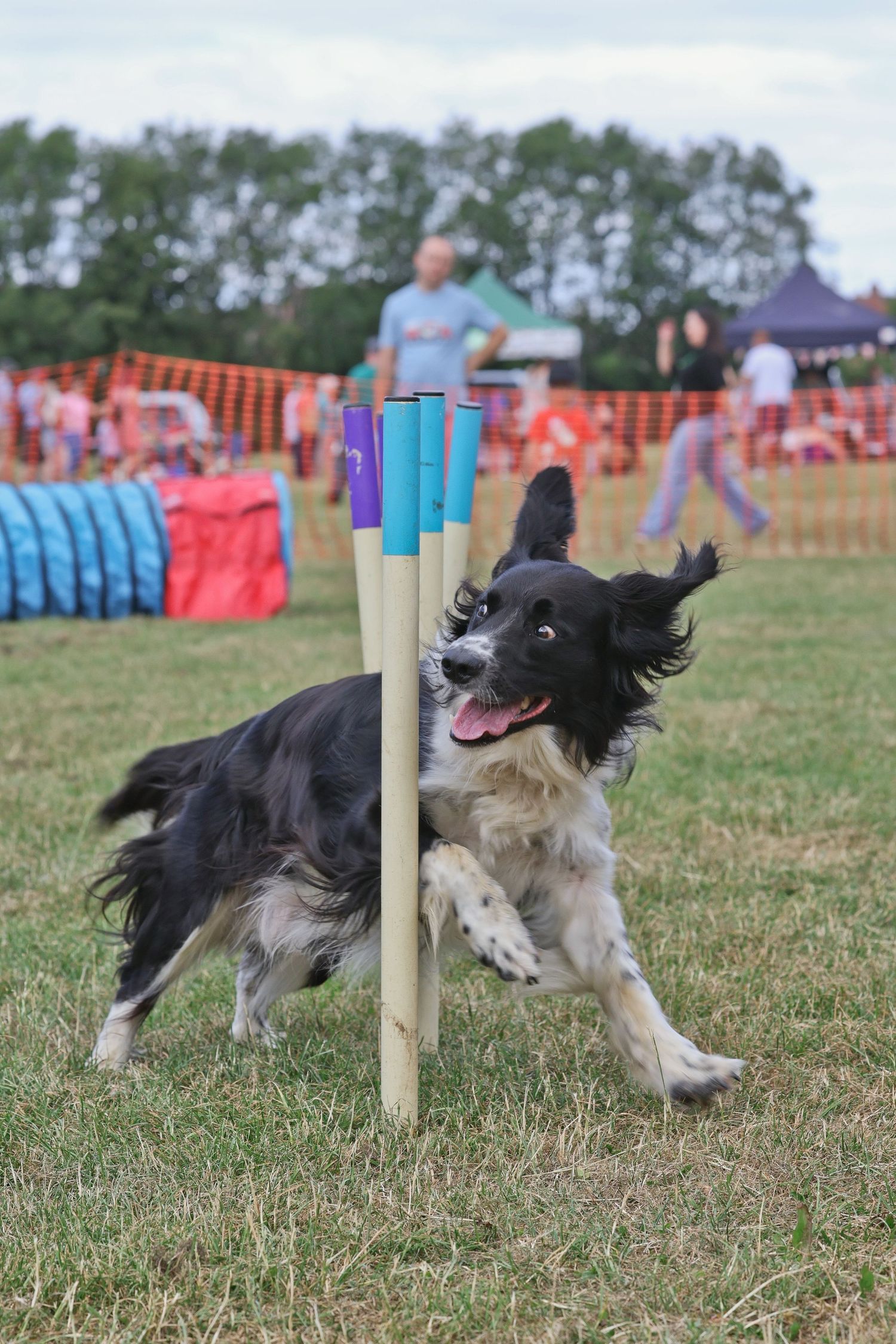 A collie dog running through weaves with an expressive face