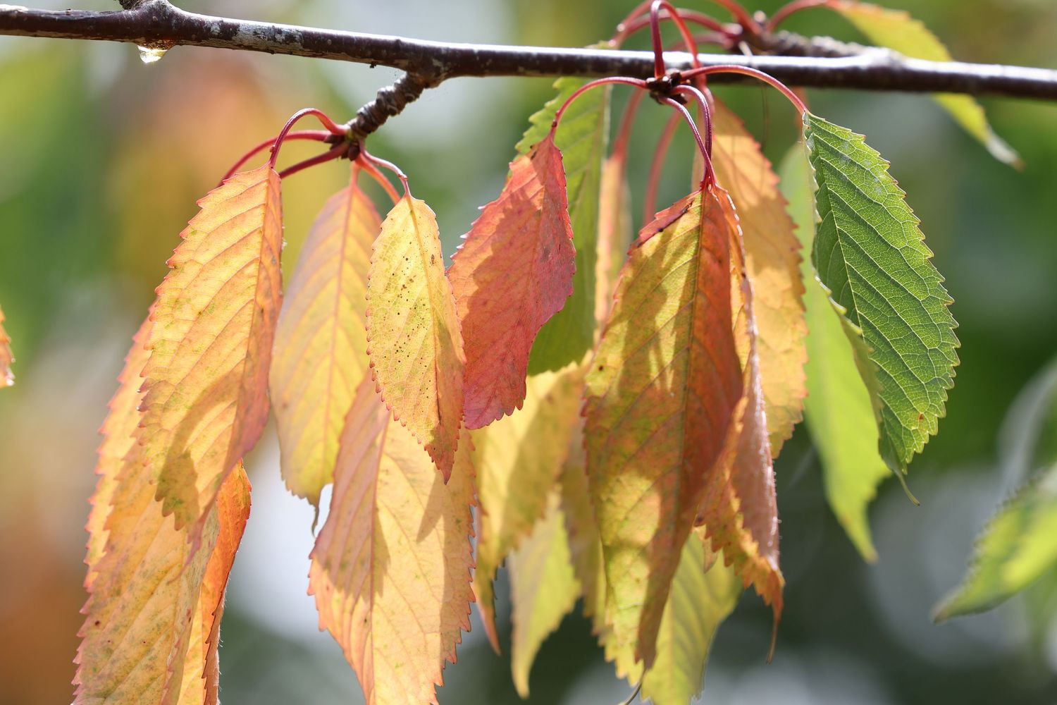 Brown and green leaves on a tree