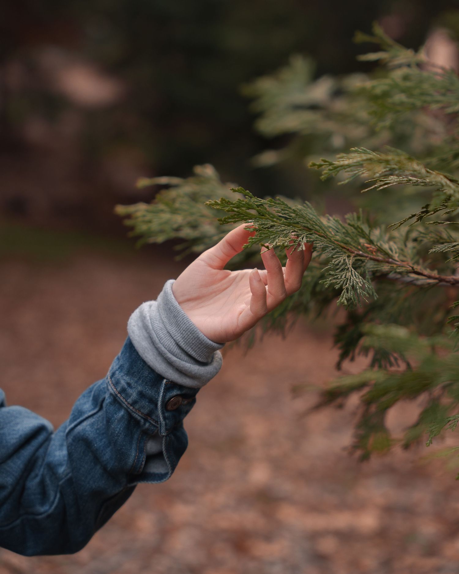 Close-up of a hand gently touching green cedar tree branches in an autumn forest.