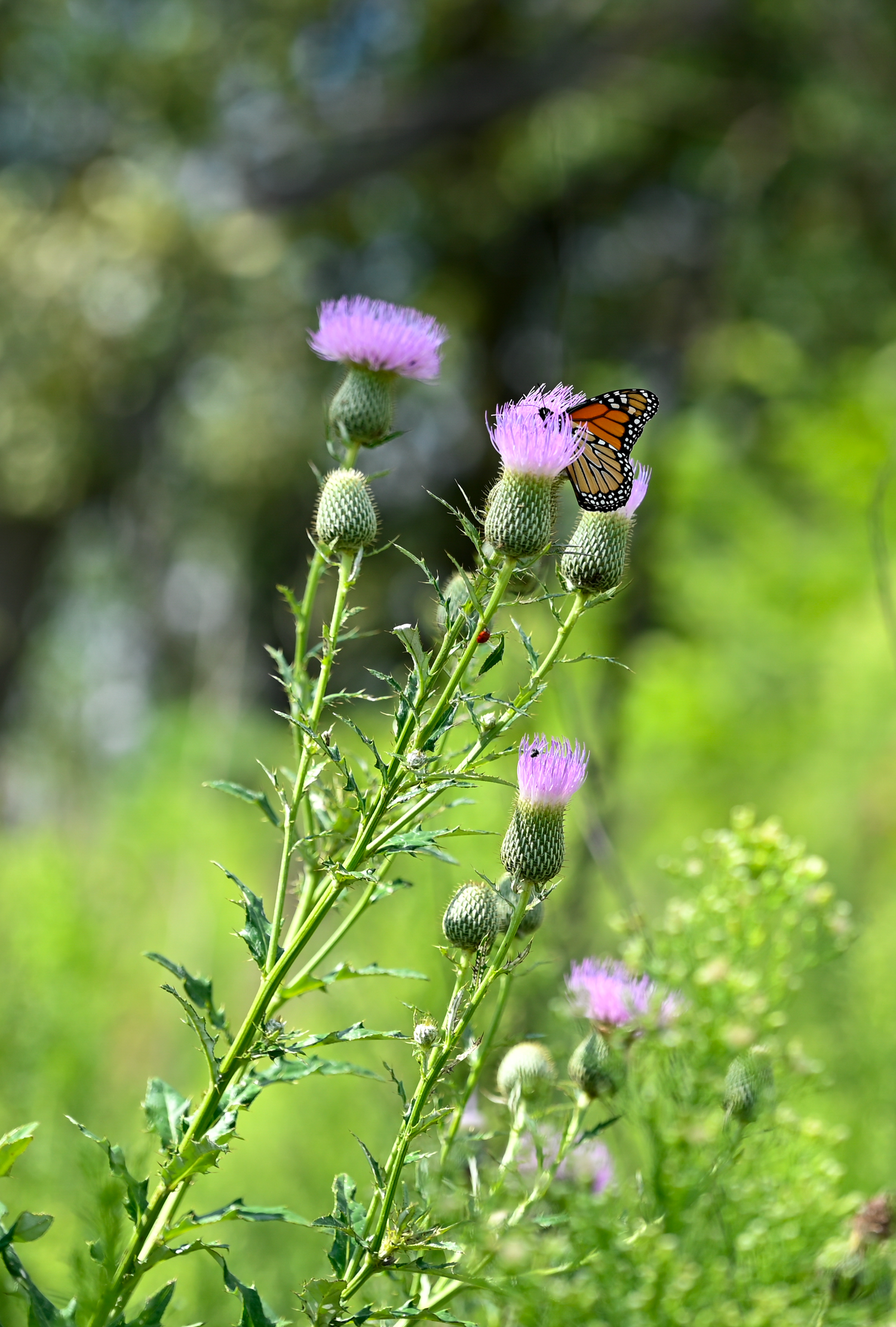 Butterfly on a blooming thistle at Schramm Park State Recreation Area in Nebraska