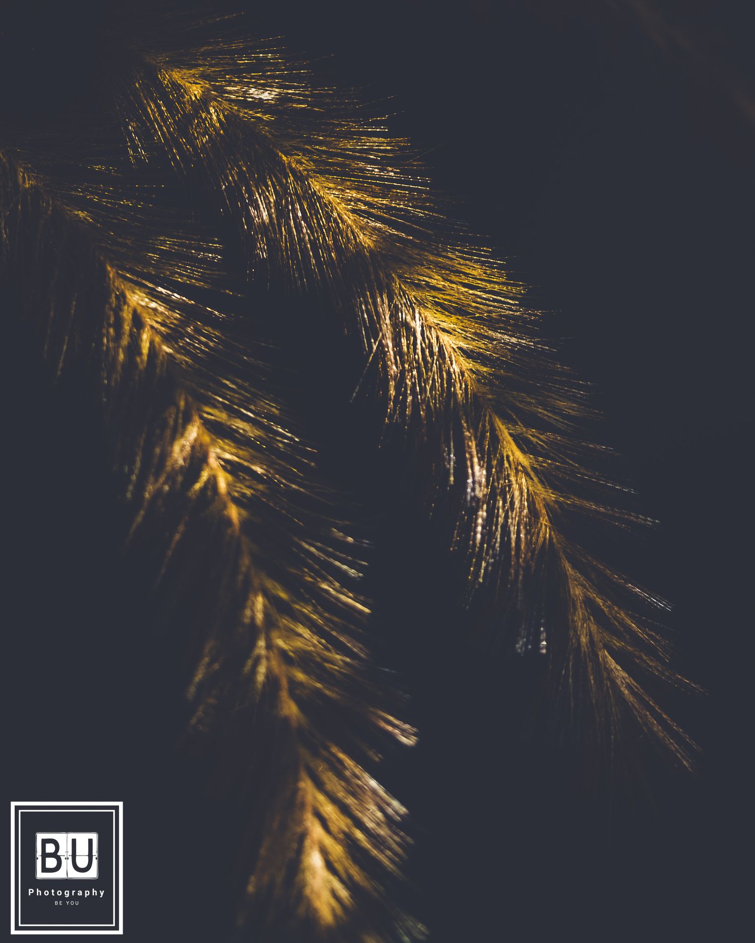 Golden pine needles glowing against a dark background in soft focus macro photography.