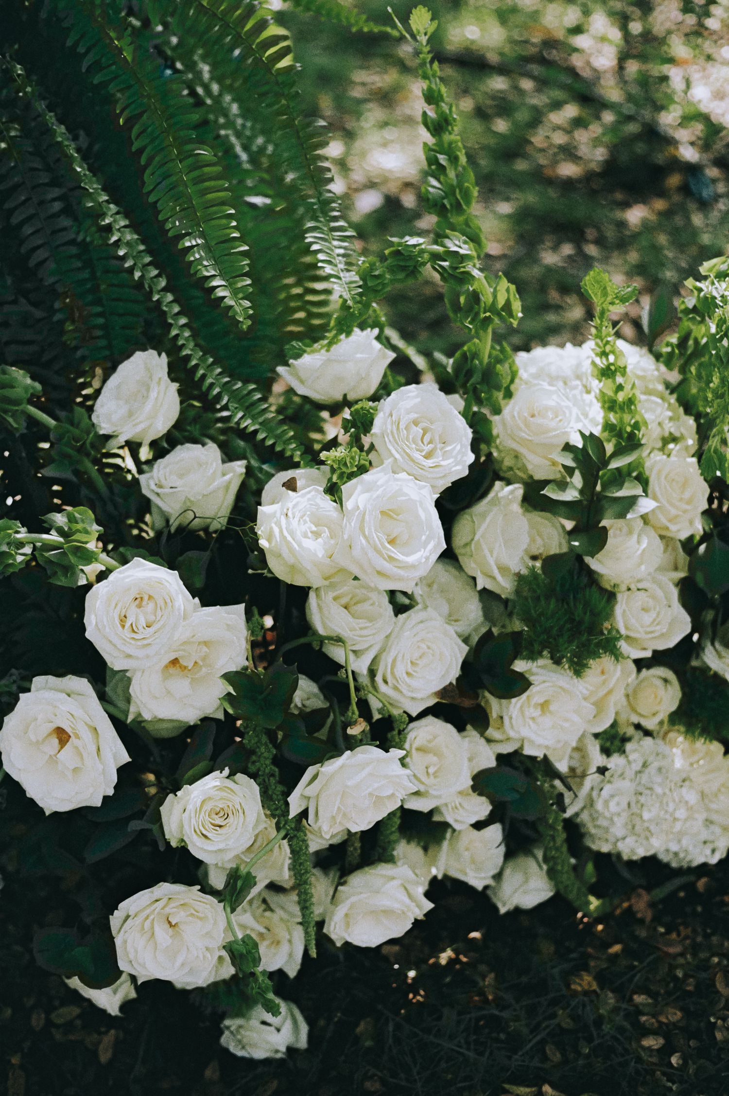 A row of elegant white roses with lush green ferns creating a romantic garden border arrangement.