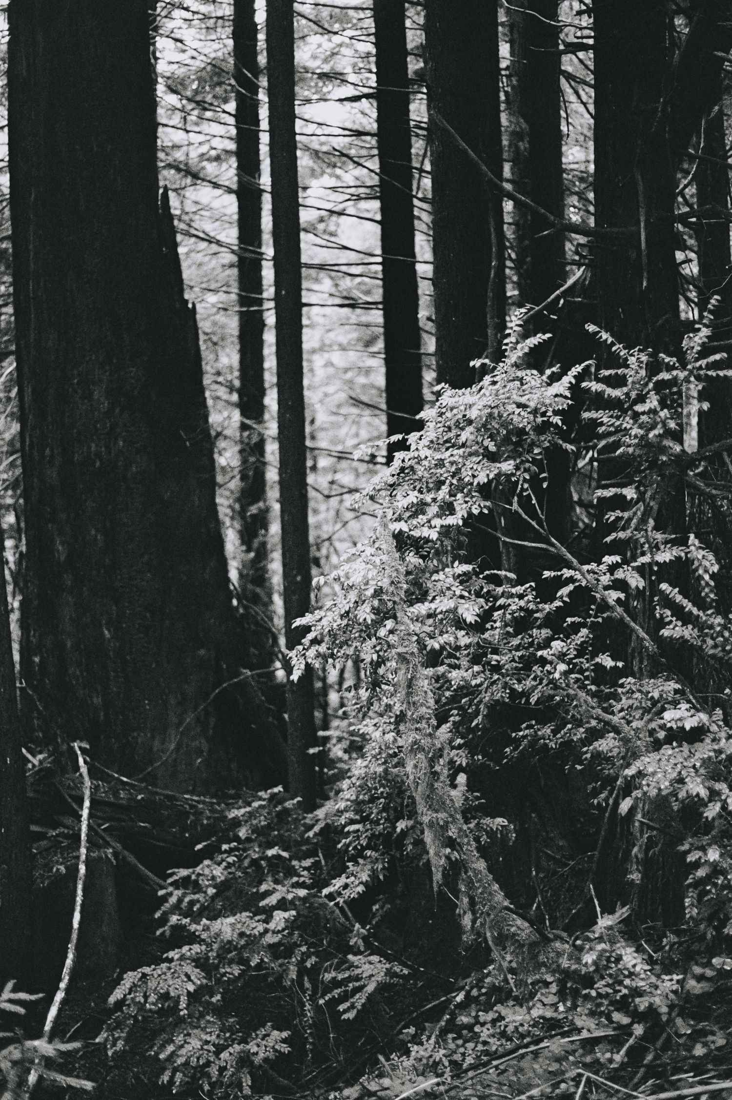 Tall dark tree trunks stand in contrast against snowy branches in a misty winter forest.