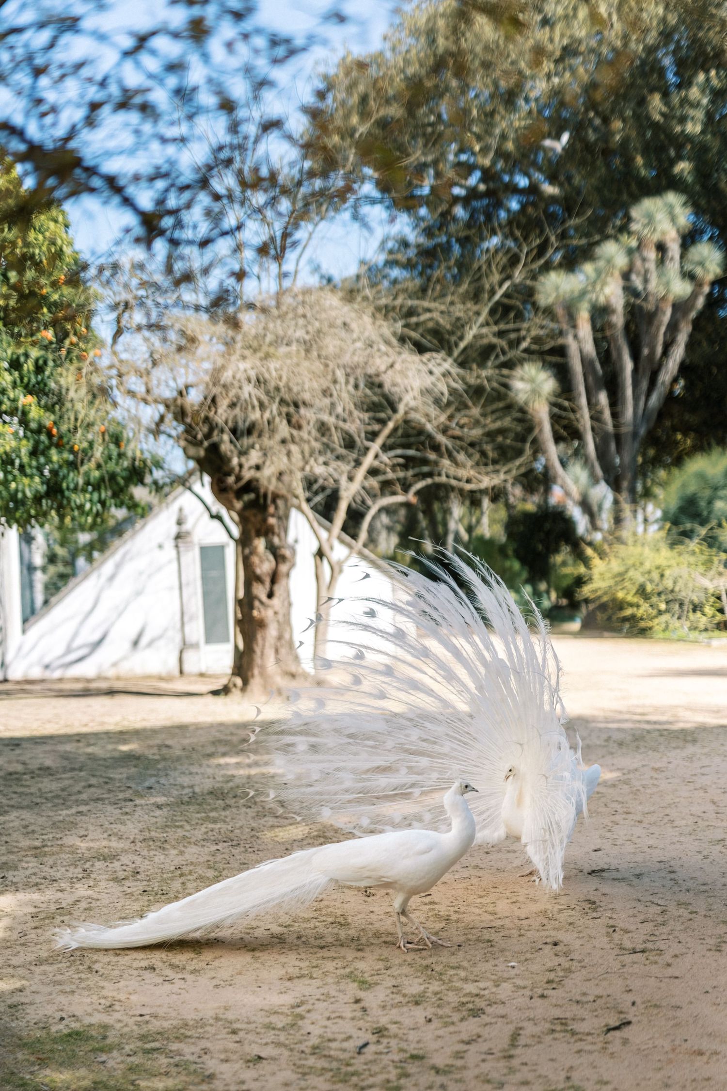 Peacocks Vandelli Botanical Garden Lisbon engagement session