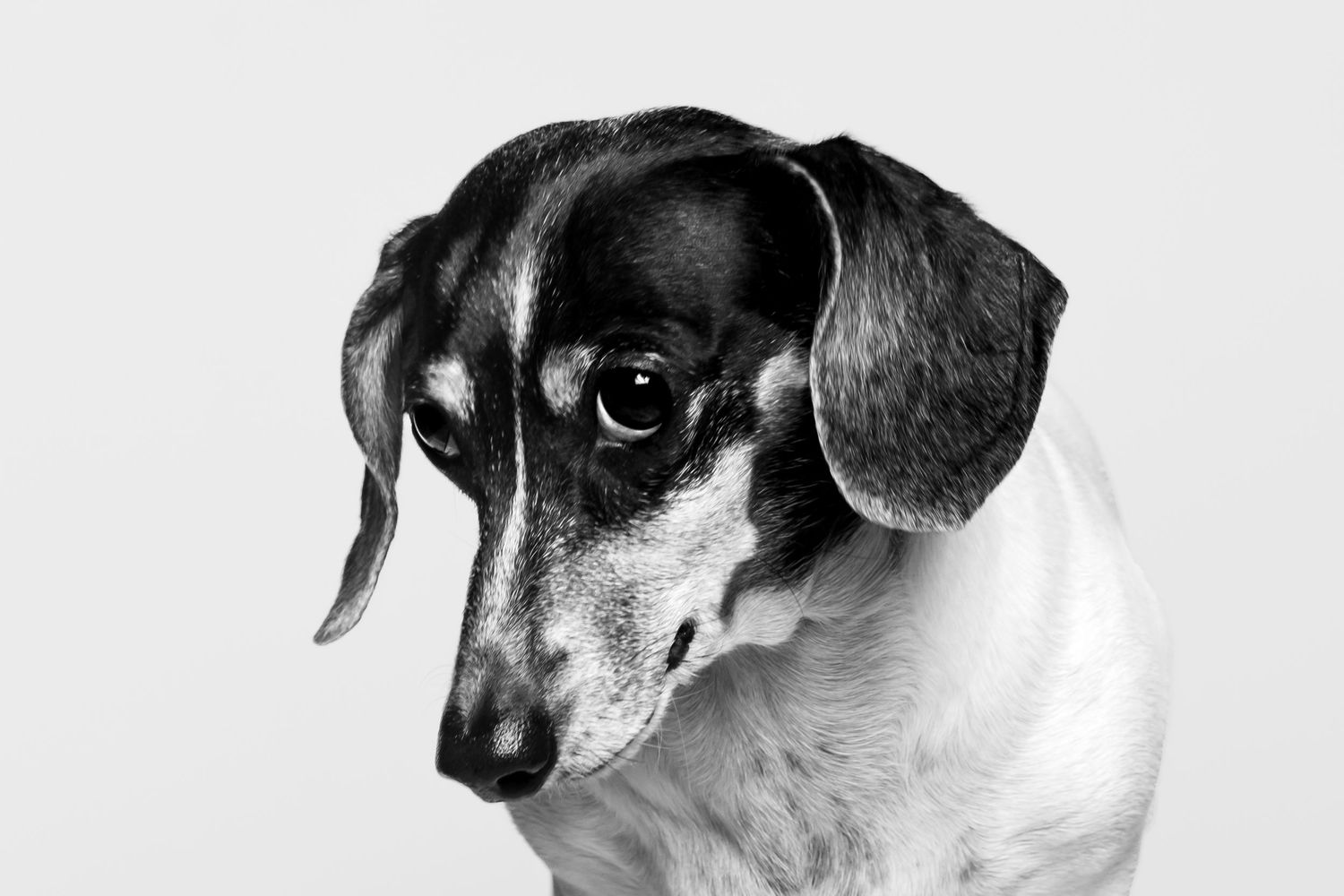 Series of black and white photographs showing different angles of a dog's face.