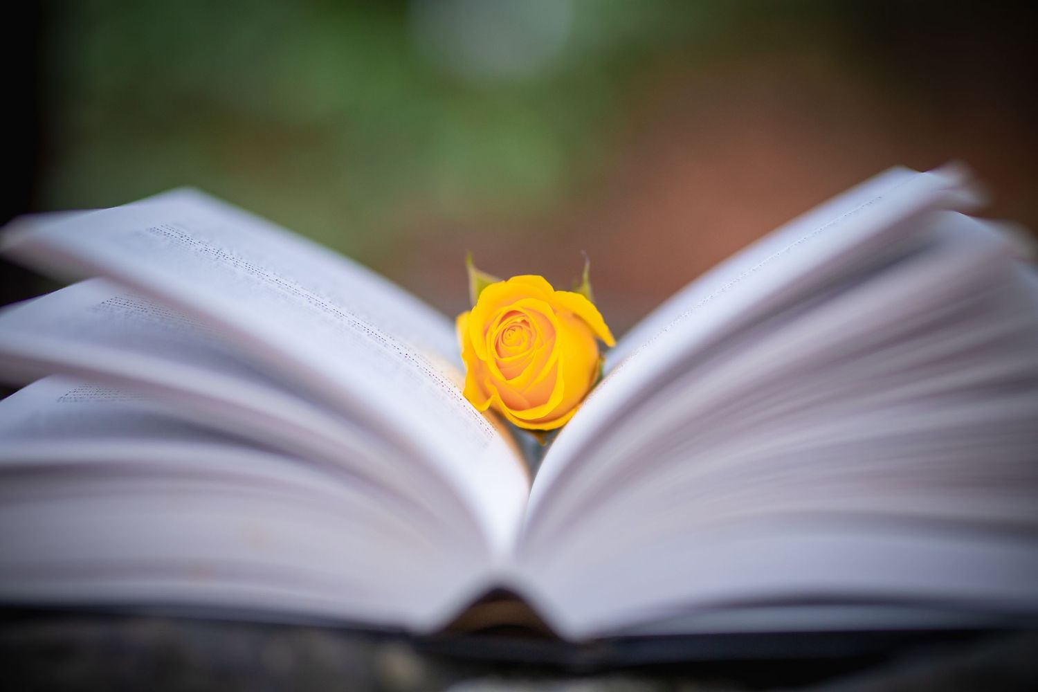 An open book with pages fanned out and a bright yellow rose flower placed on top against a soft blurred background.