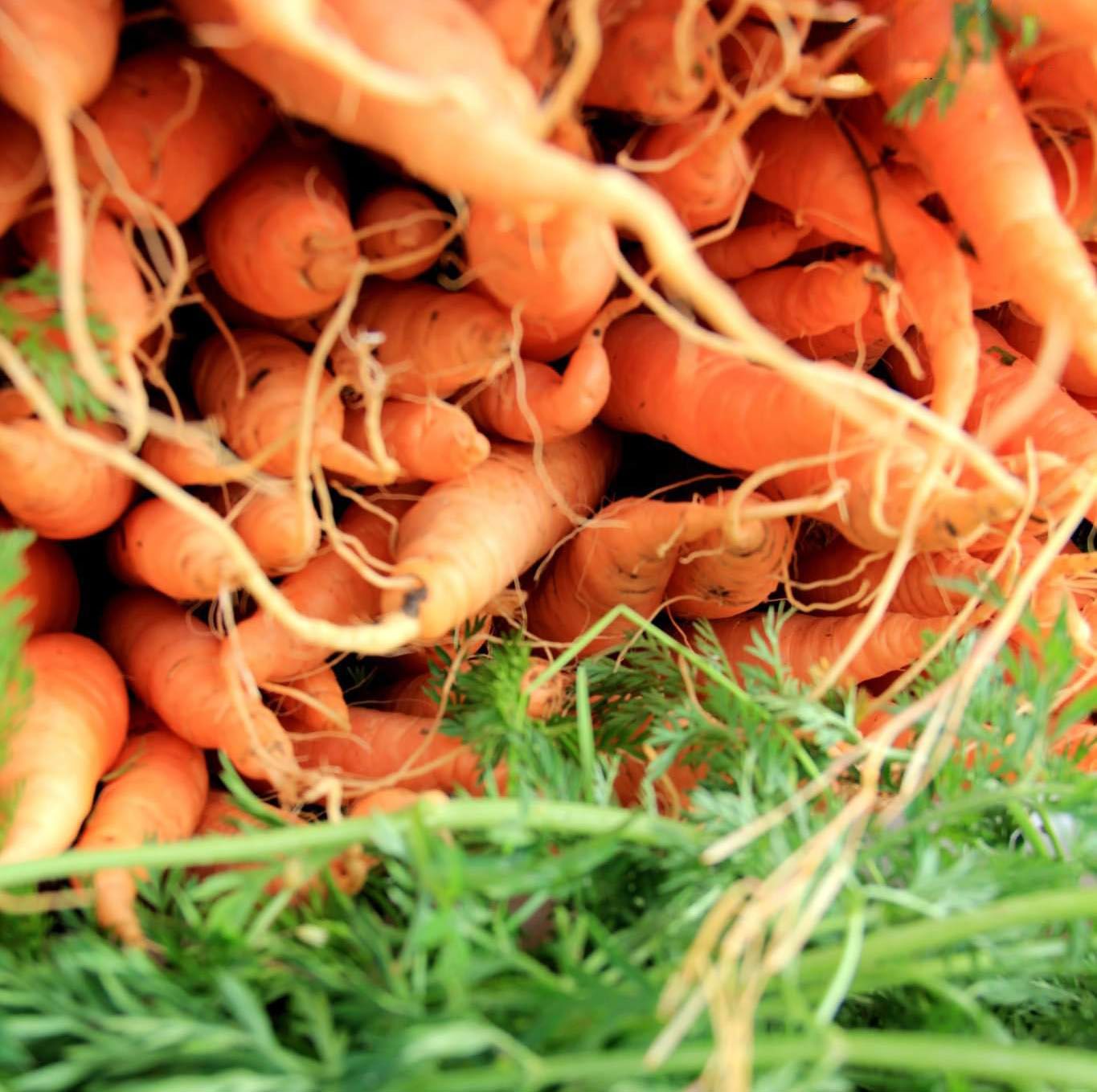 Fresh organic carrots with green tops arranged in a pile on grass showing vibrant orange roots and feathery leaves at farmers market.