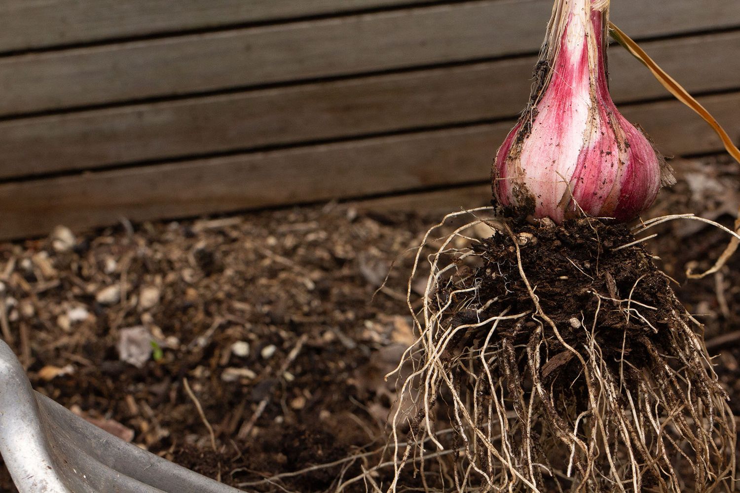 Close-up of fresh garlic bulbs being harvested in dark rich garden soil. B. Steele Images, botany photography