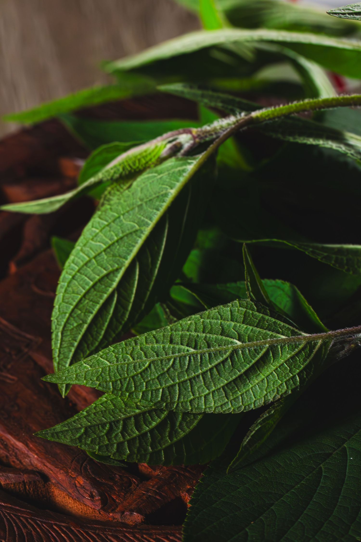 Fresh green basil leaves with prominent veins on rustic wooden surface in macro shot.