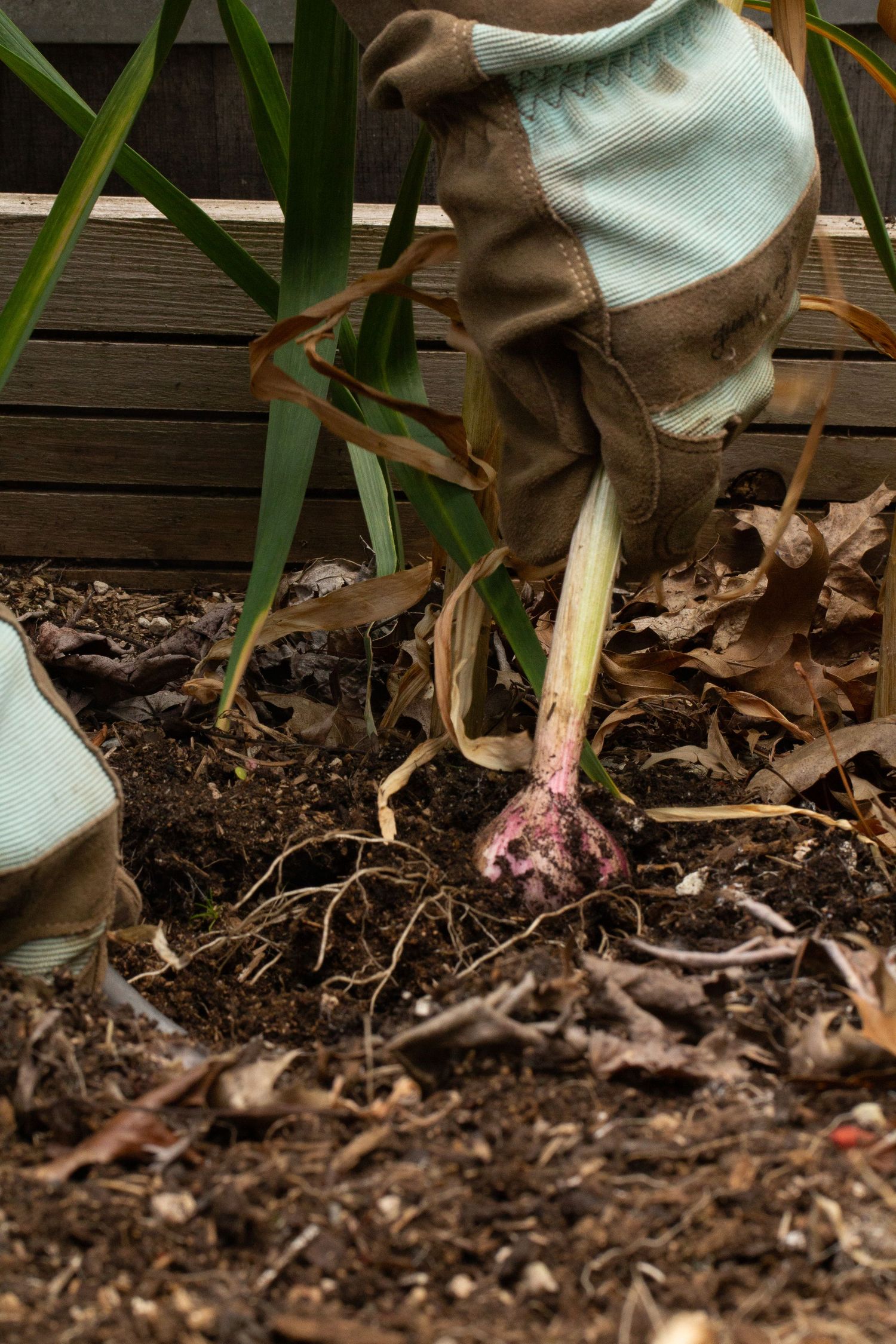 Two gloved hands harvesting spring garlic using a gardening fork in dark rich garden soil with dried leaves.