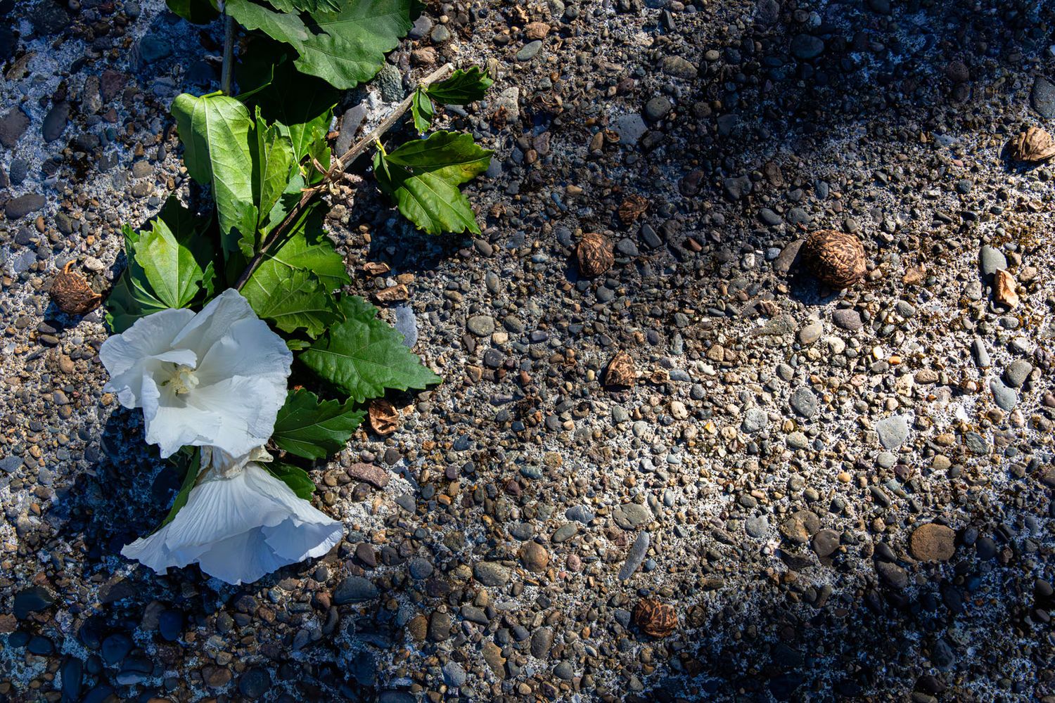 Small white magnolias scattered on dark gravel ground with green leaves visible in the frame and dramatic lighting.