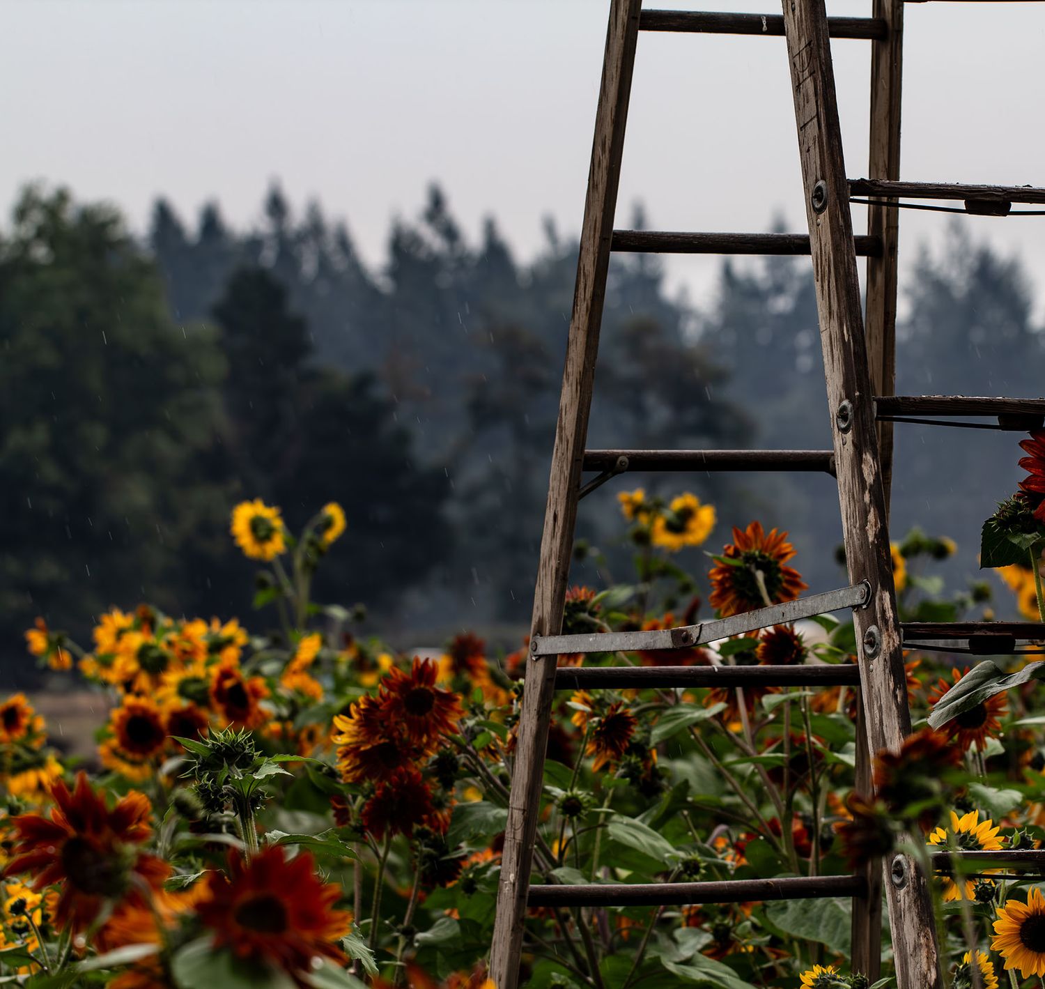 Wooden ladder stands among vibrant sunflowers and wildflowers in a rustic garden setting with trees in background. B. Steele Images, photo