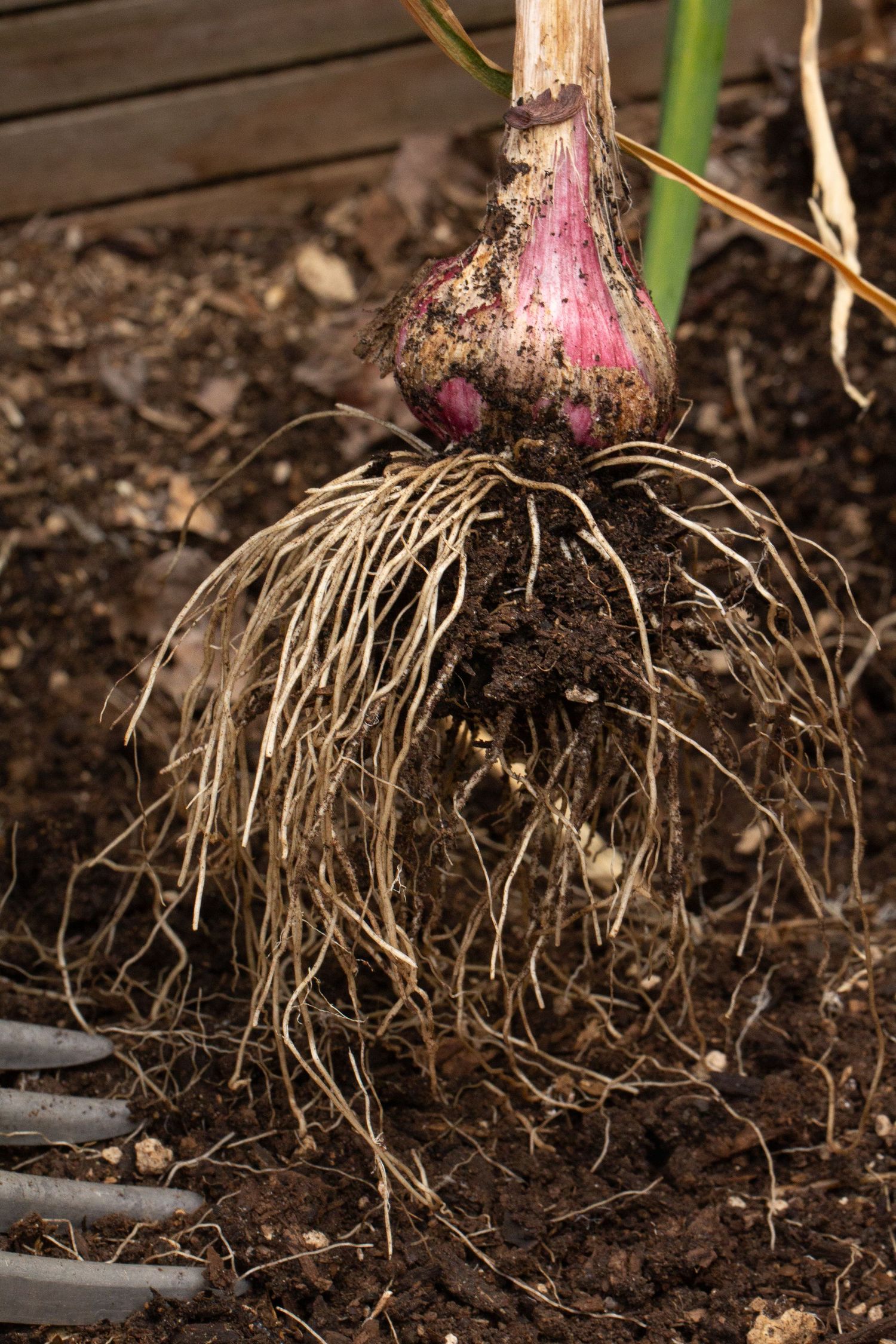 Freshly harvested purple garlic bulb with exposed roots with garden fork tines in frame against dark soil and wooden raised bed.