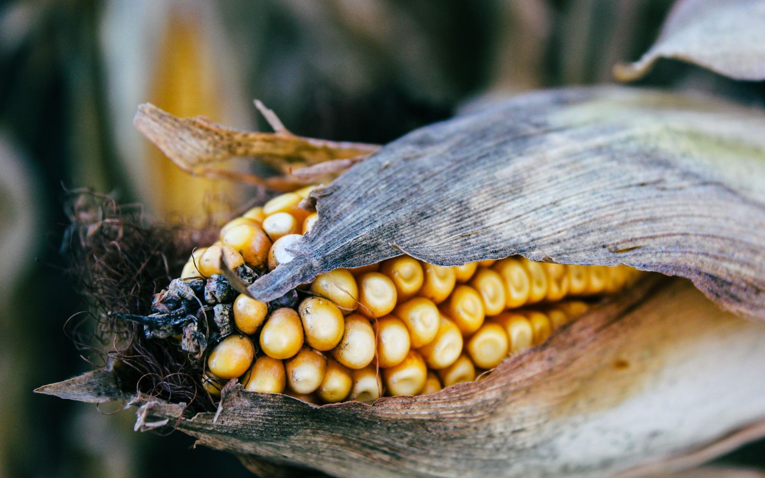 Close-up macro photograph of a ripening corn ear with golden kernels and dried husk partially peeled back. Corn fields
