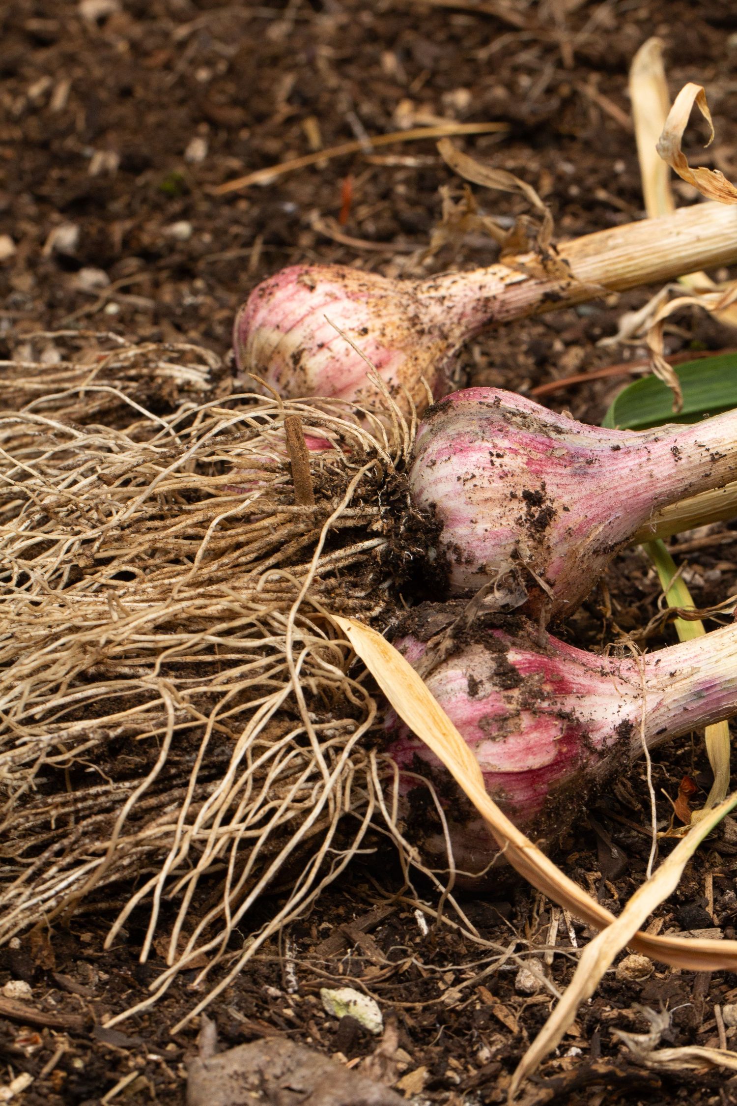 Close-up sequence showing purple garlic roots growing in dark soil with fibrous strands and dried plant debris.