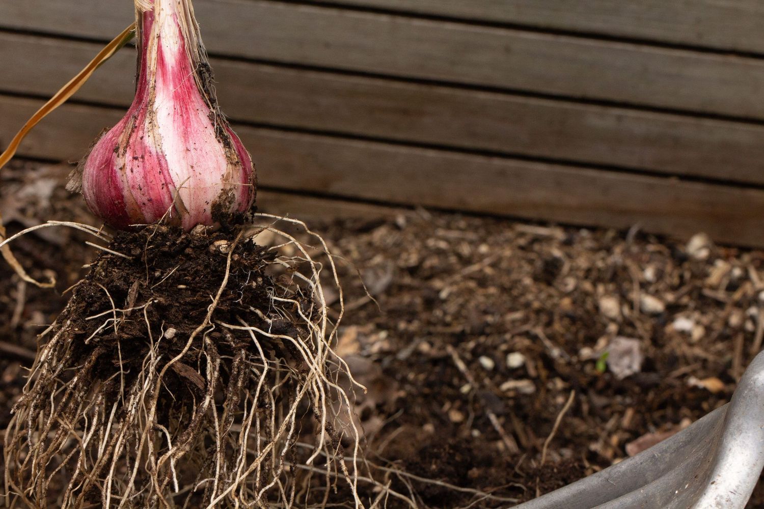 Freshly harvested purple garlic bulb with exposed roots against dark soil and wooden raised bed.