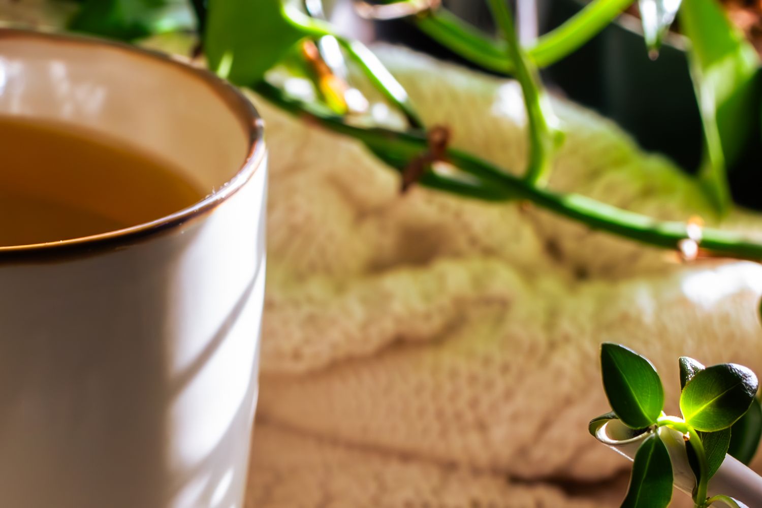 Steaming cup of tea with plants and natural light in a bright setting.