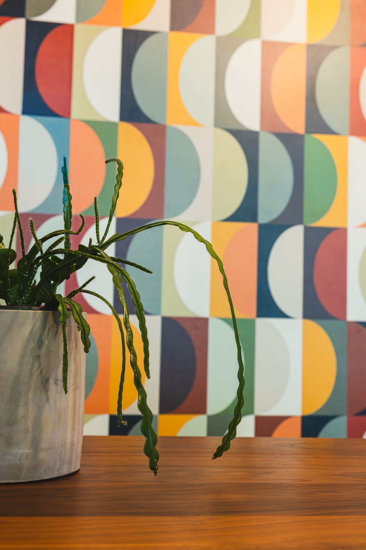A potted cactus on a wooden table against a colorful retro geometric semicircle patterned wallpaper. B. Steele Images, product photography