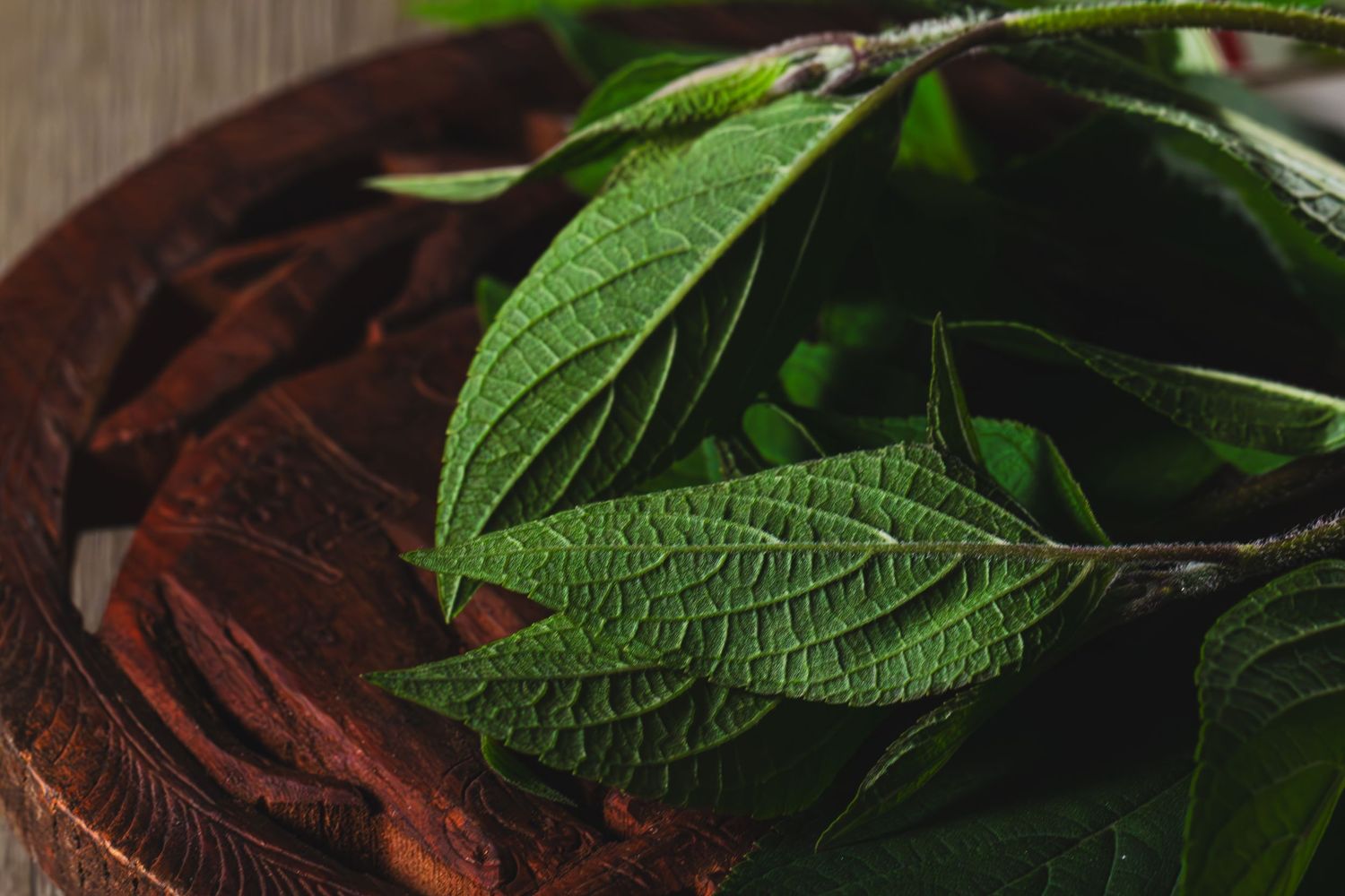 Close-up view of fresh green lemon leaves growing on a tree branch in natural sunlight.