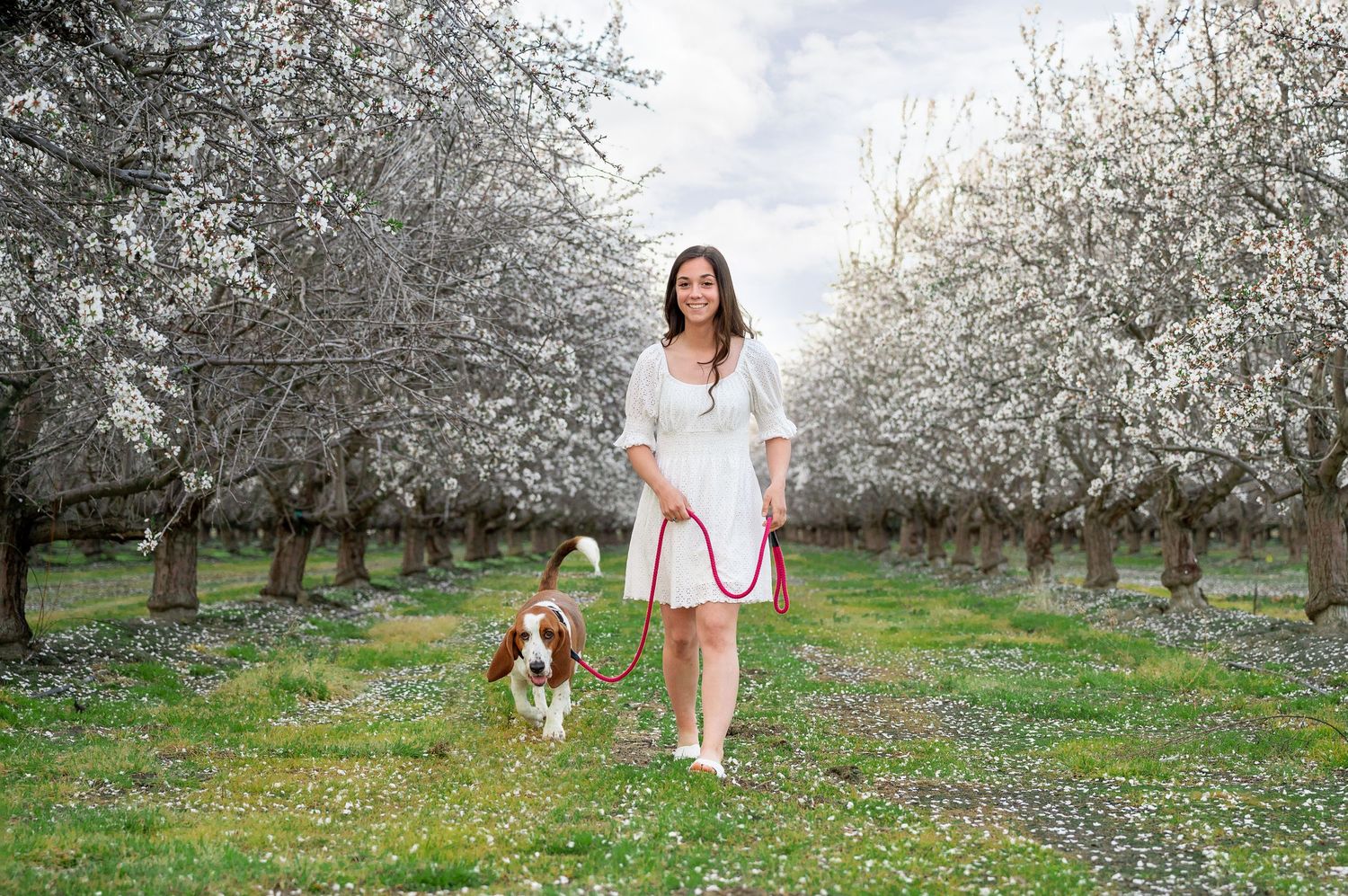 A springtime portrait in a blooming orchard with a white dress and a Basset Hound companion.