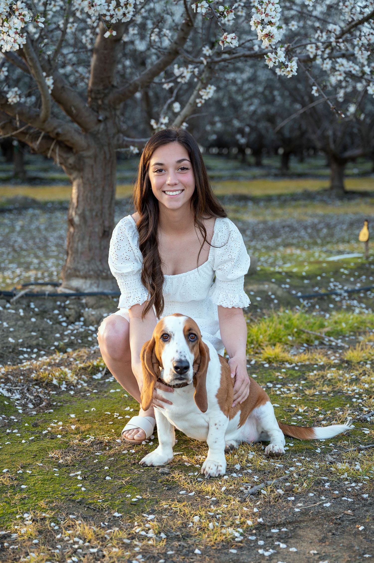 A Basset Hound sits with its companion among blooming spring trees in an orchard setting.
