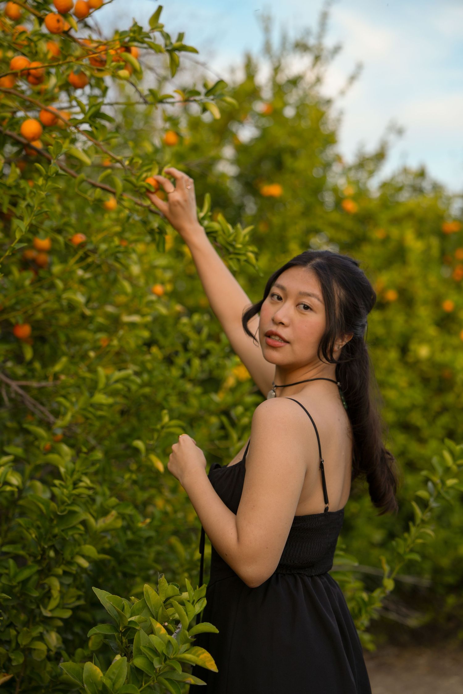 A series of photos showing someone in a black top reaching up to pick oranges from citrus trees in a sunny grove.