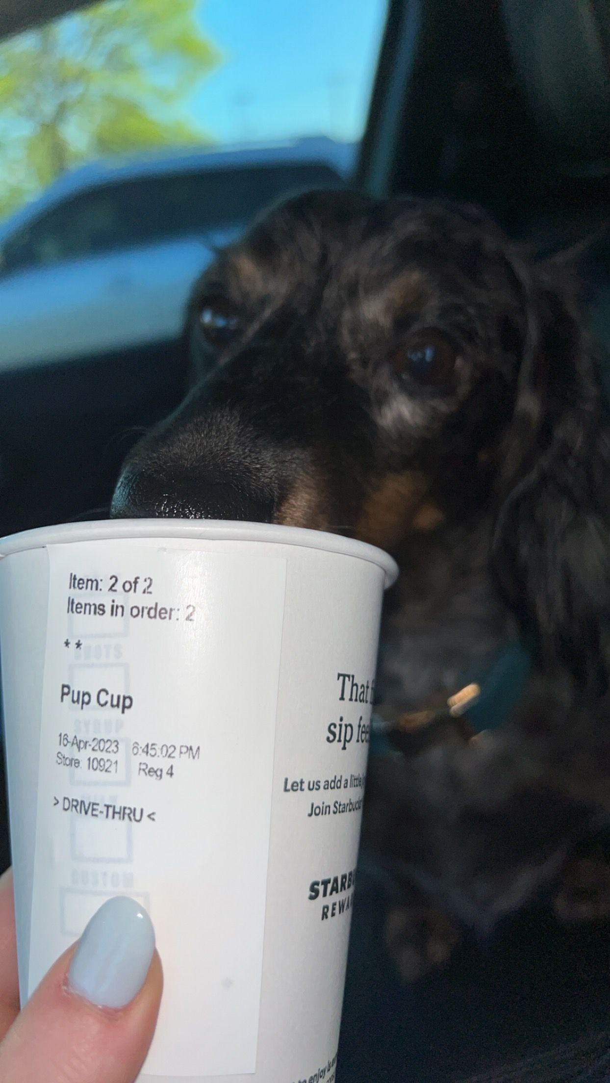 A dog peeks at a Starbucks cup being held in the car, showing curiosity about the beverage.