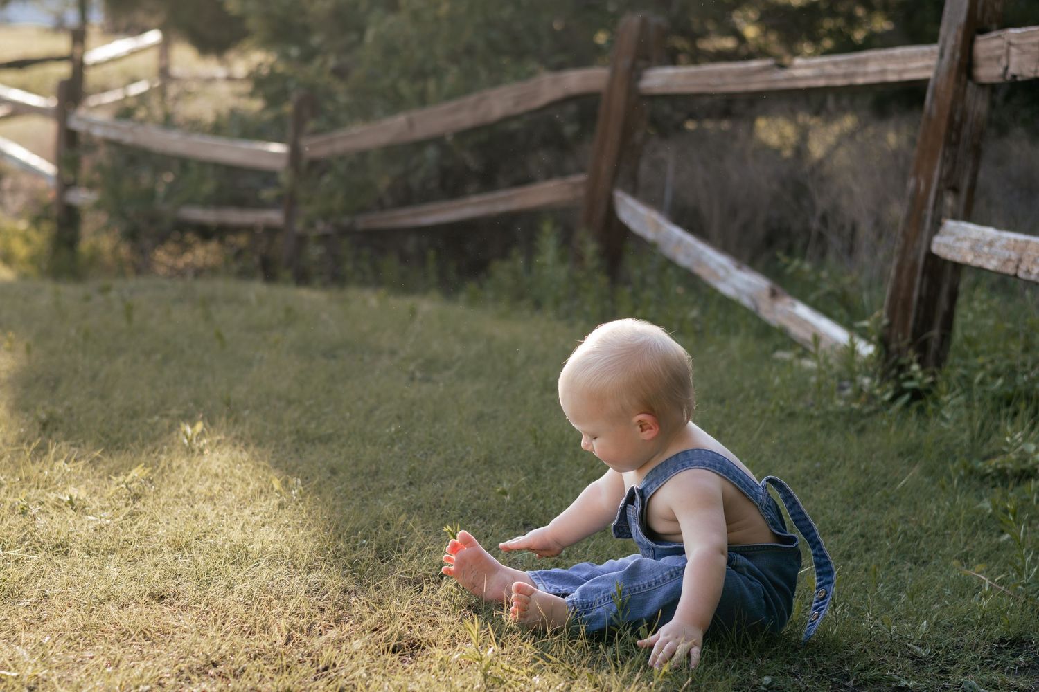 A bald baby in denim overalls sits barefoot on green grass near a wooden fence outdoors.