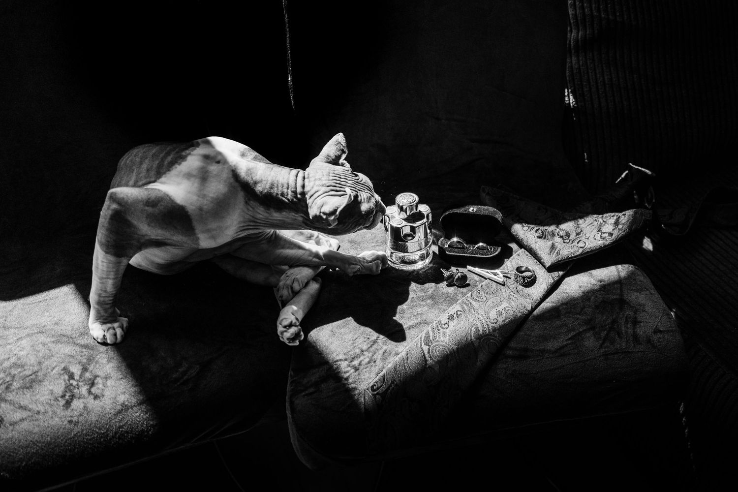 Black and white photo of a dog resting on a worn surface beside vintage objects in dramatic lighting.