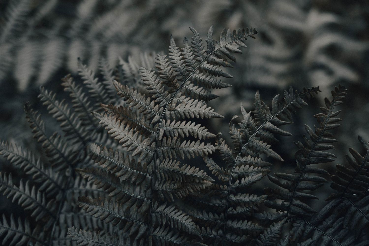 Close-up nature photography of dark fern leaves with shallow depth of field.