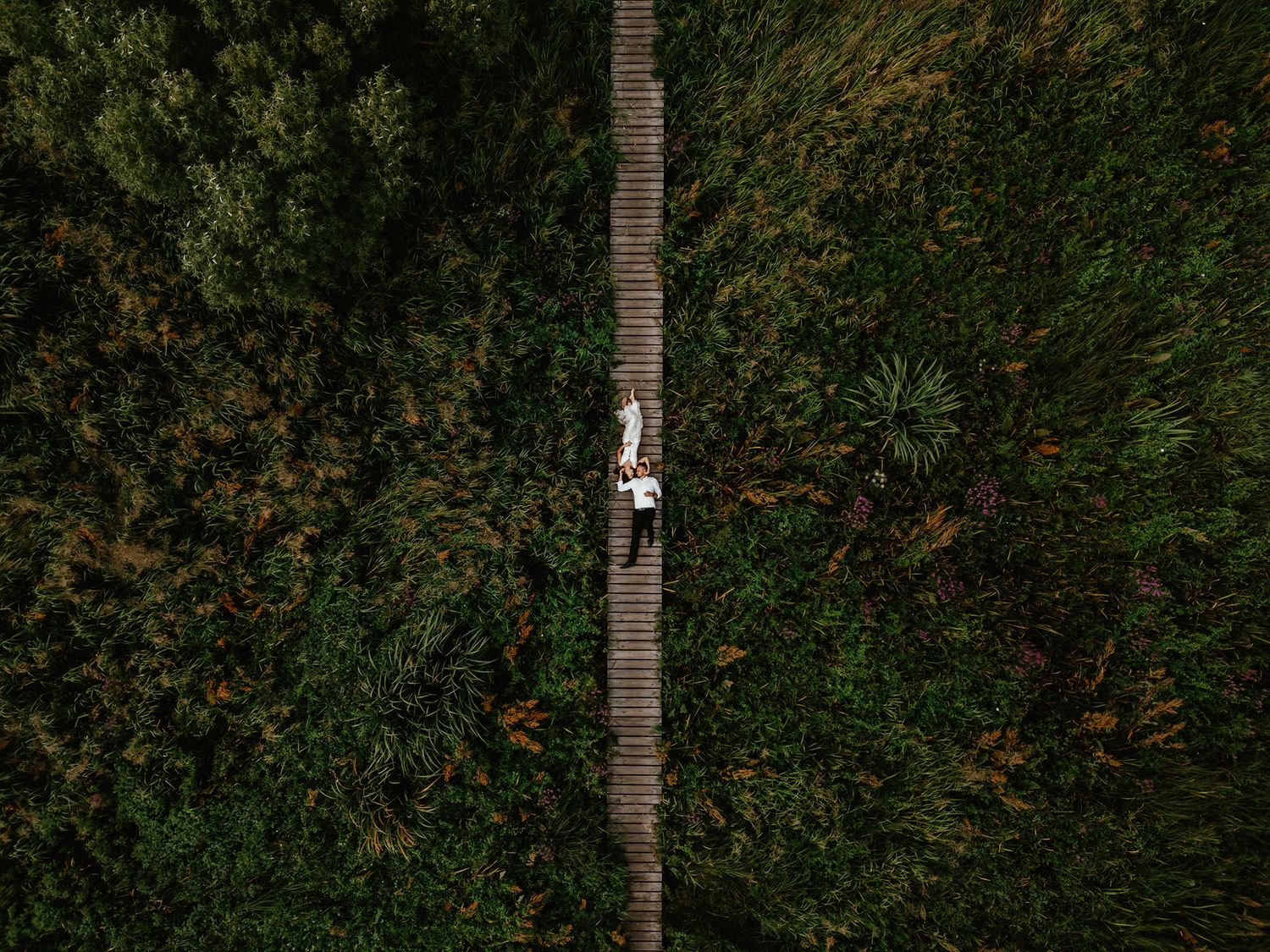 Aerial view of lush green palm trees in a tropical garden setting creating a dense natural canopy pattern.