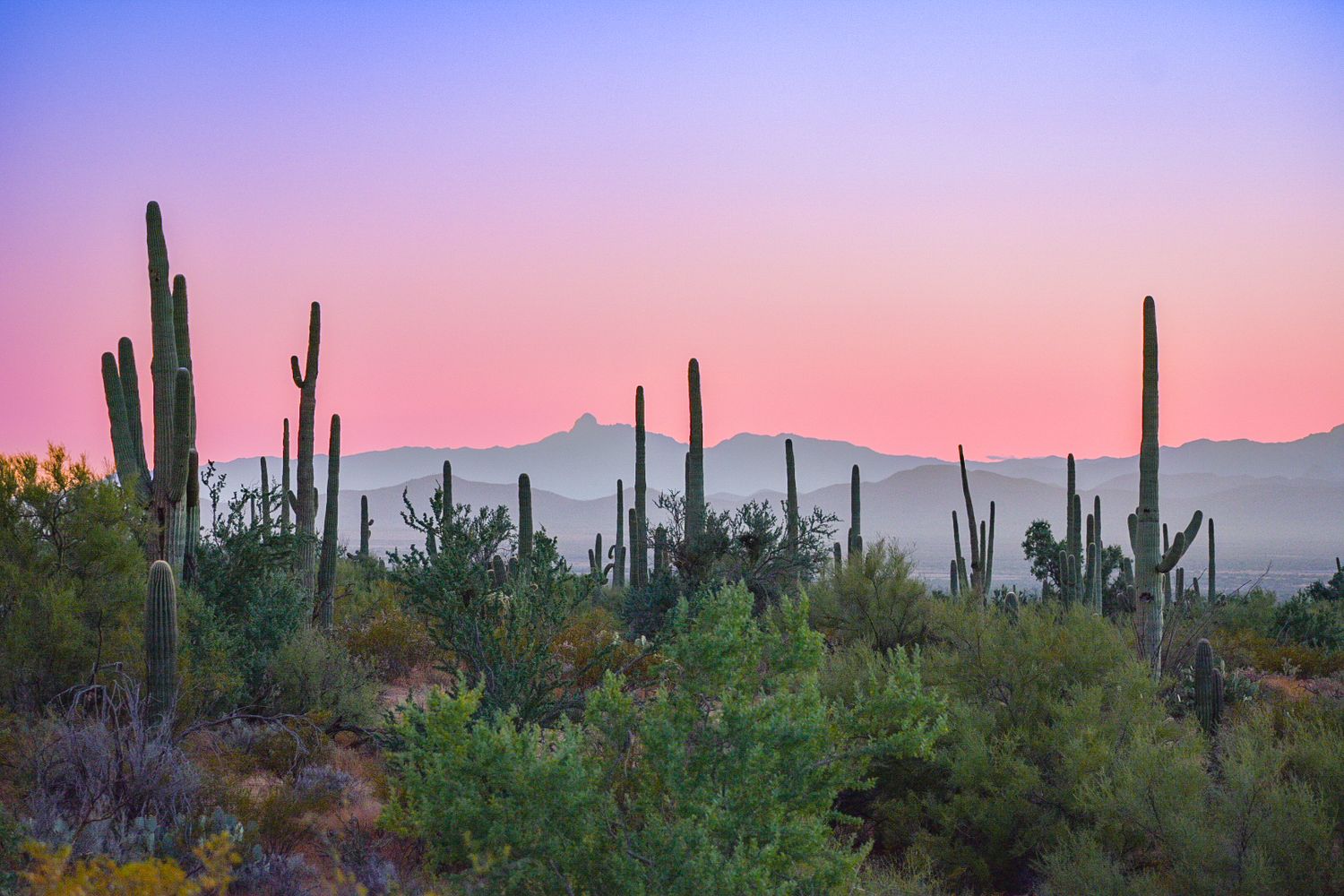 Saguaro cacti silhouettes stand tall against a colorful desert sunset sky in Arizona's Sonoran Desert.