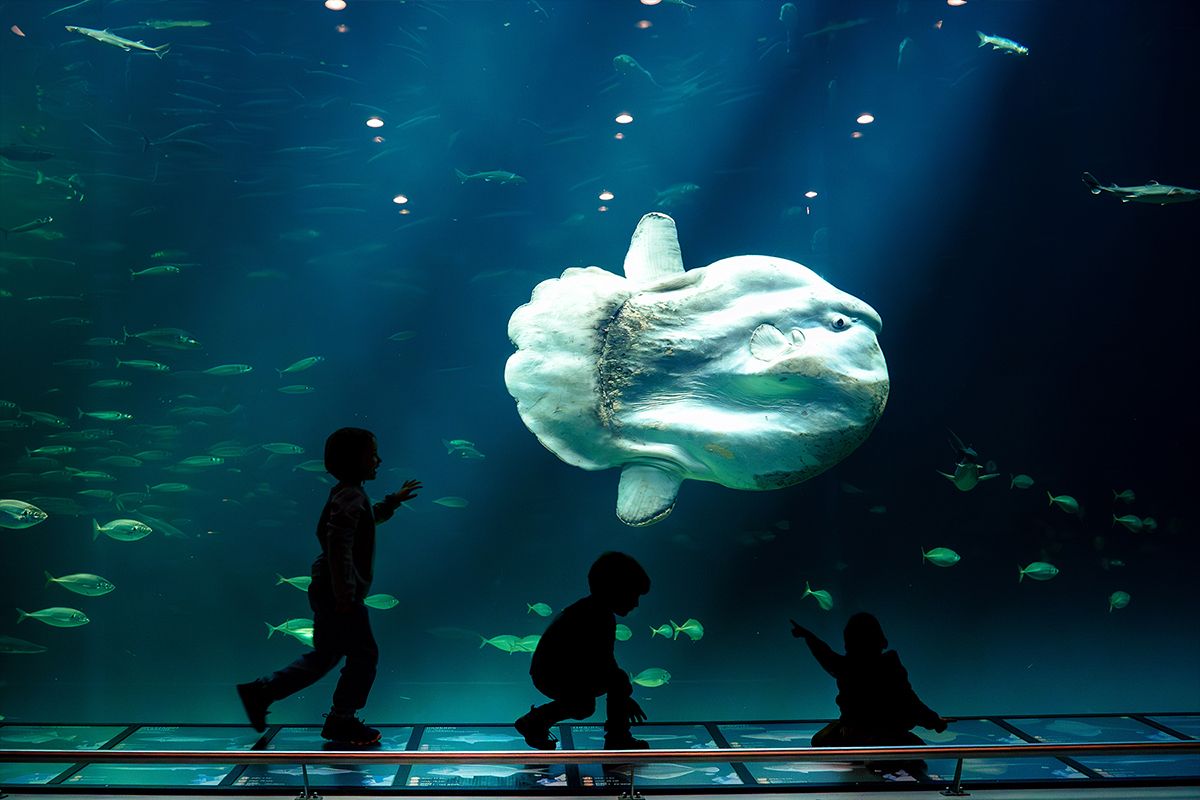 Kinder als Silhouetten vor einem riesigen Aquariumbecken, über ihnen schwimmt ein gigantischer Mondfisch.