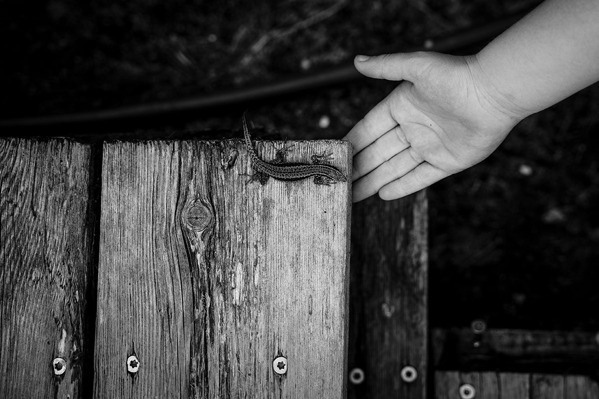 A hand gently touching a rustic wooden fence with metal hardware in a black and white photo.