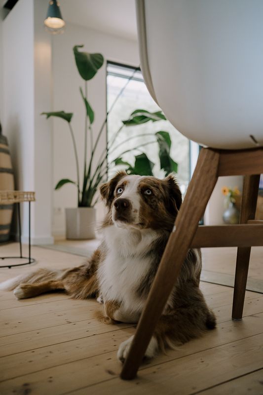 An Australian Shepherd dog sitting on wooden floor beside a chair in a bright modern living room with large houseplants.