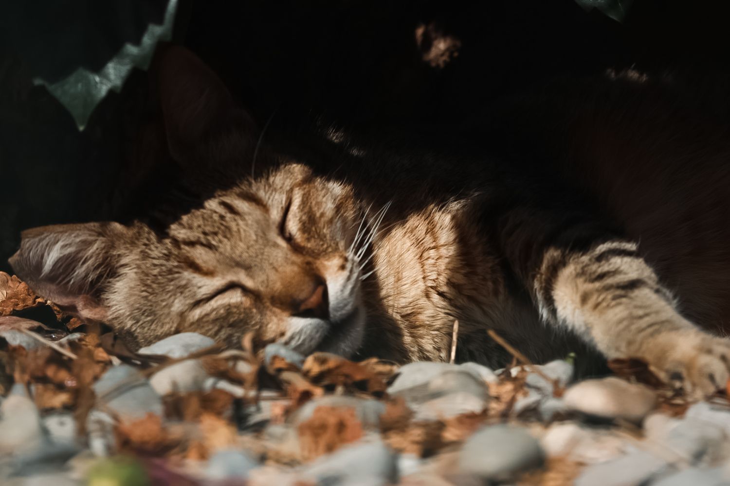 street cats tossa de mar  
Sharmaine Doesberg-pex