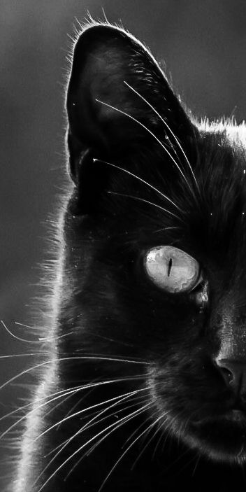 street cats tossa de mar  
Sharmaine Doesberg-pex
