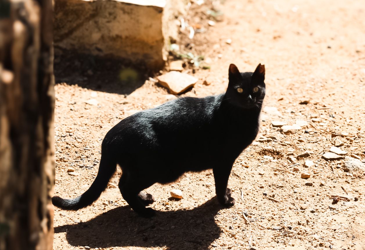 street cats tossa de mar  
Sharmaine Doesberg-pex