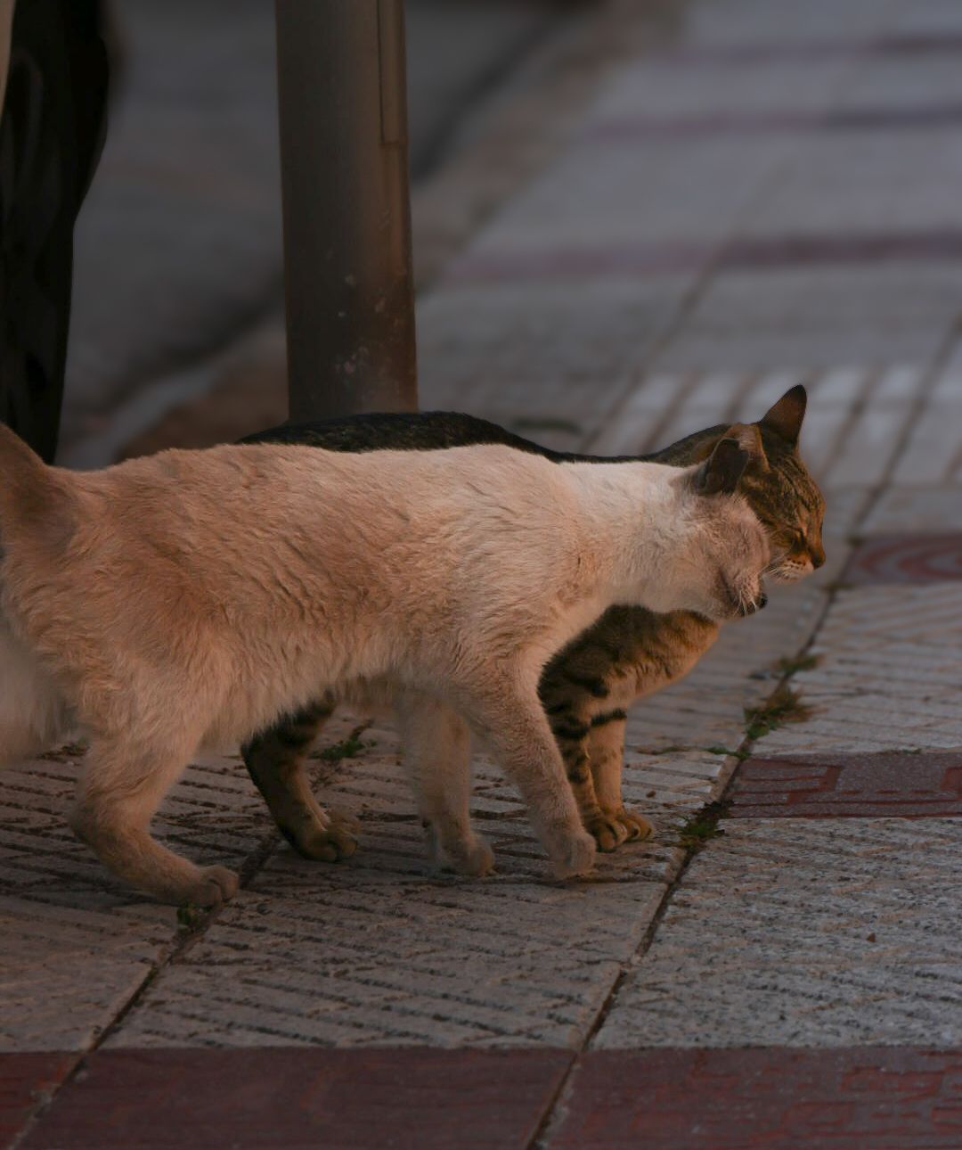 street cats tossa de mar  
Sharmaine Doesberg-pex