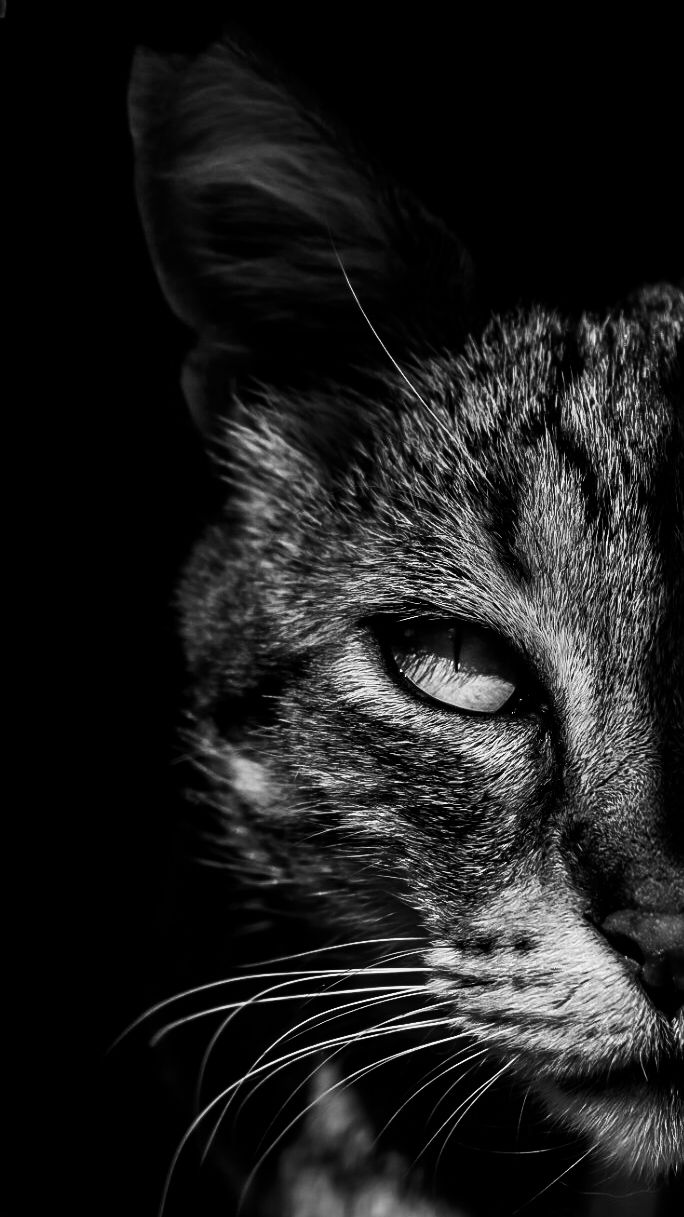 street cats tossa de mar  
Sharmaine Doesberg-pex