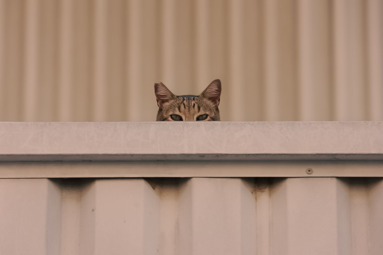 street cats tossa de mar  
Sharmaine Doesberg-pex