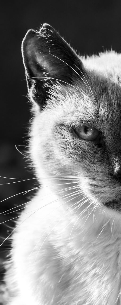 street cats tossa de mar  
Sharmaine Doesberg-pex