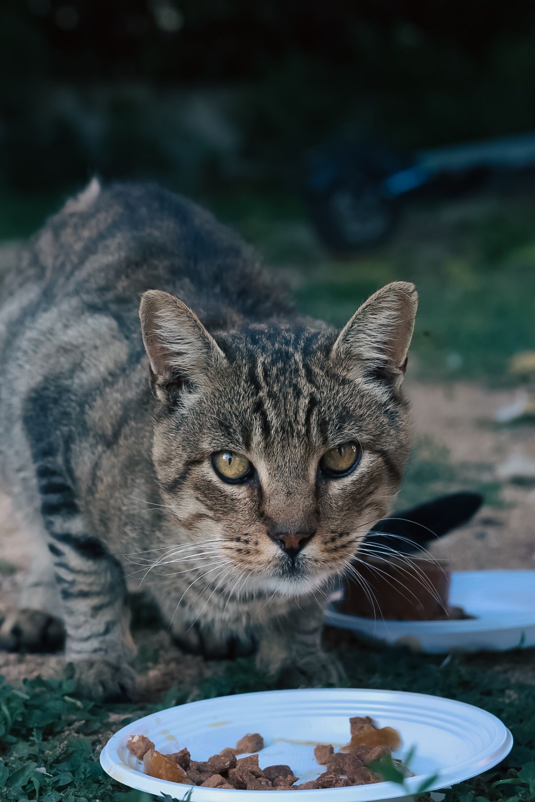street cats tossa de mar  
Sharmaine Doesberg-pex