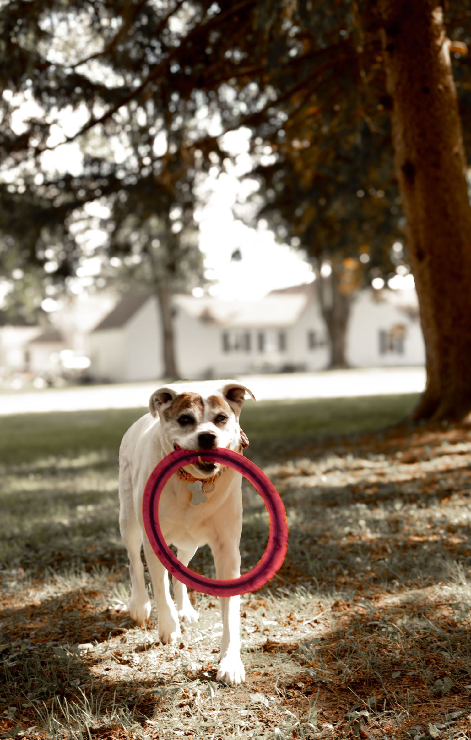 Small white dog carries red ring toy while walking under trees.