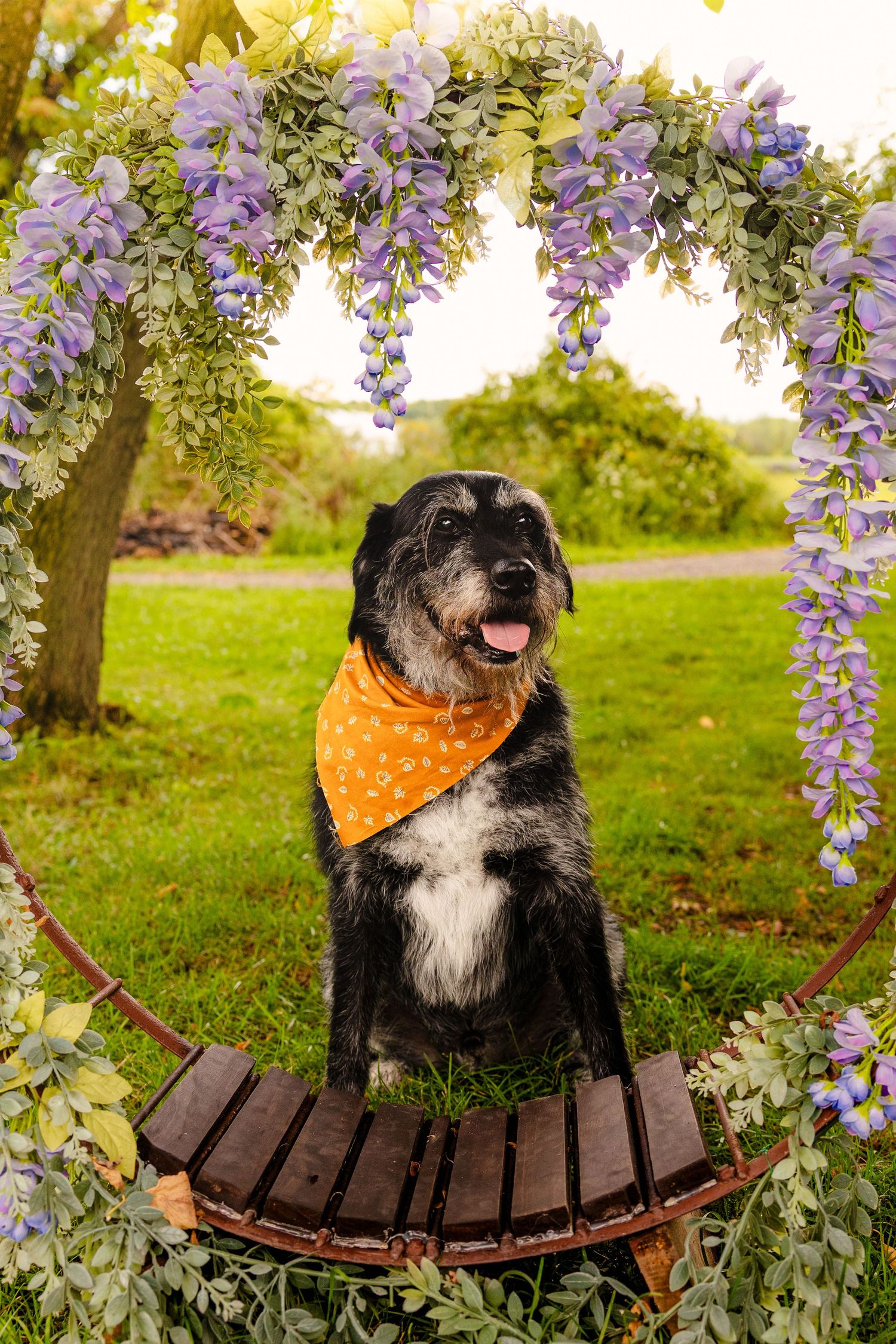Black and gray dog wearing orange bandana sits on wooden bench under floral arch with purple wisteria blooms.