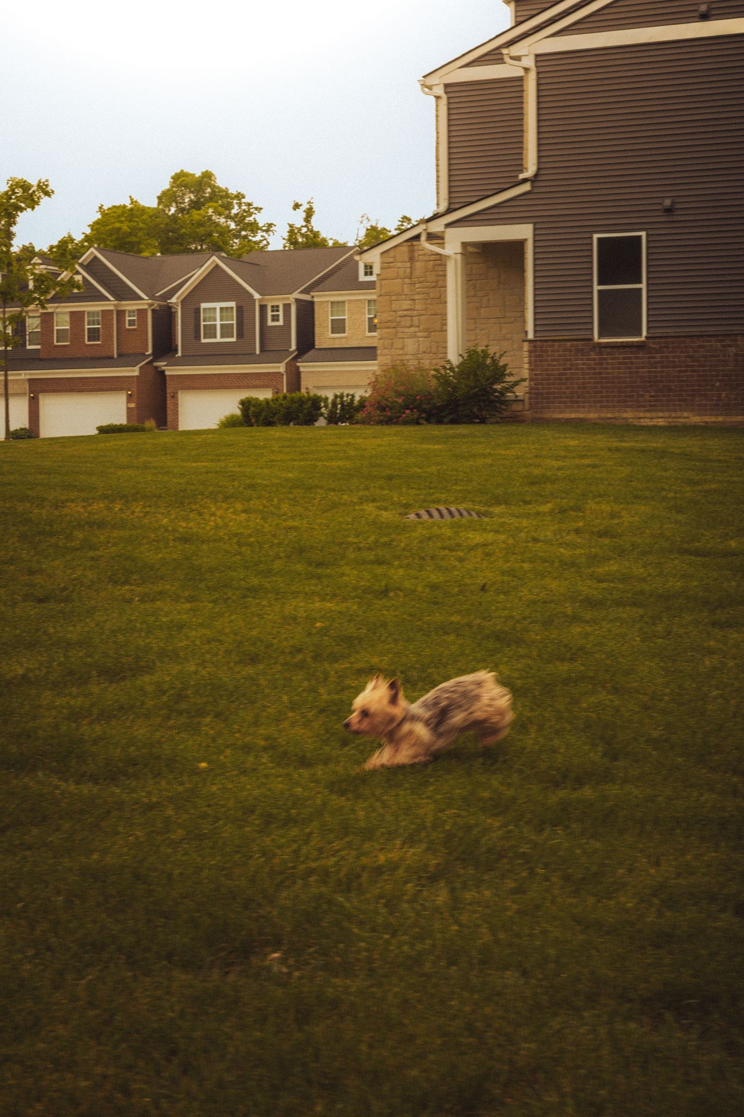 A small dog running across a lush green lawn in a residential neighborhood with houses in the background.