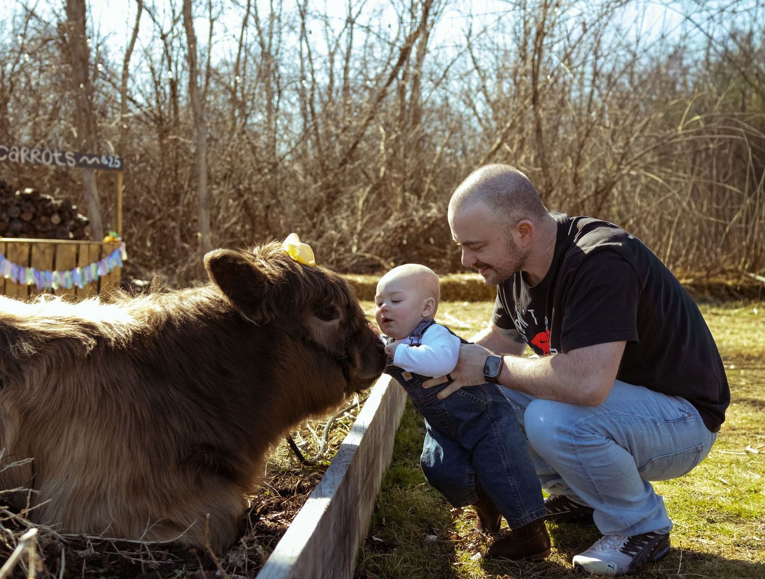 A bald man crouches by a wooden fence, helping a baby interact with a brown cow on a sunny farm day.