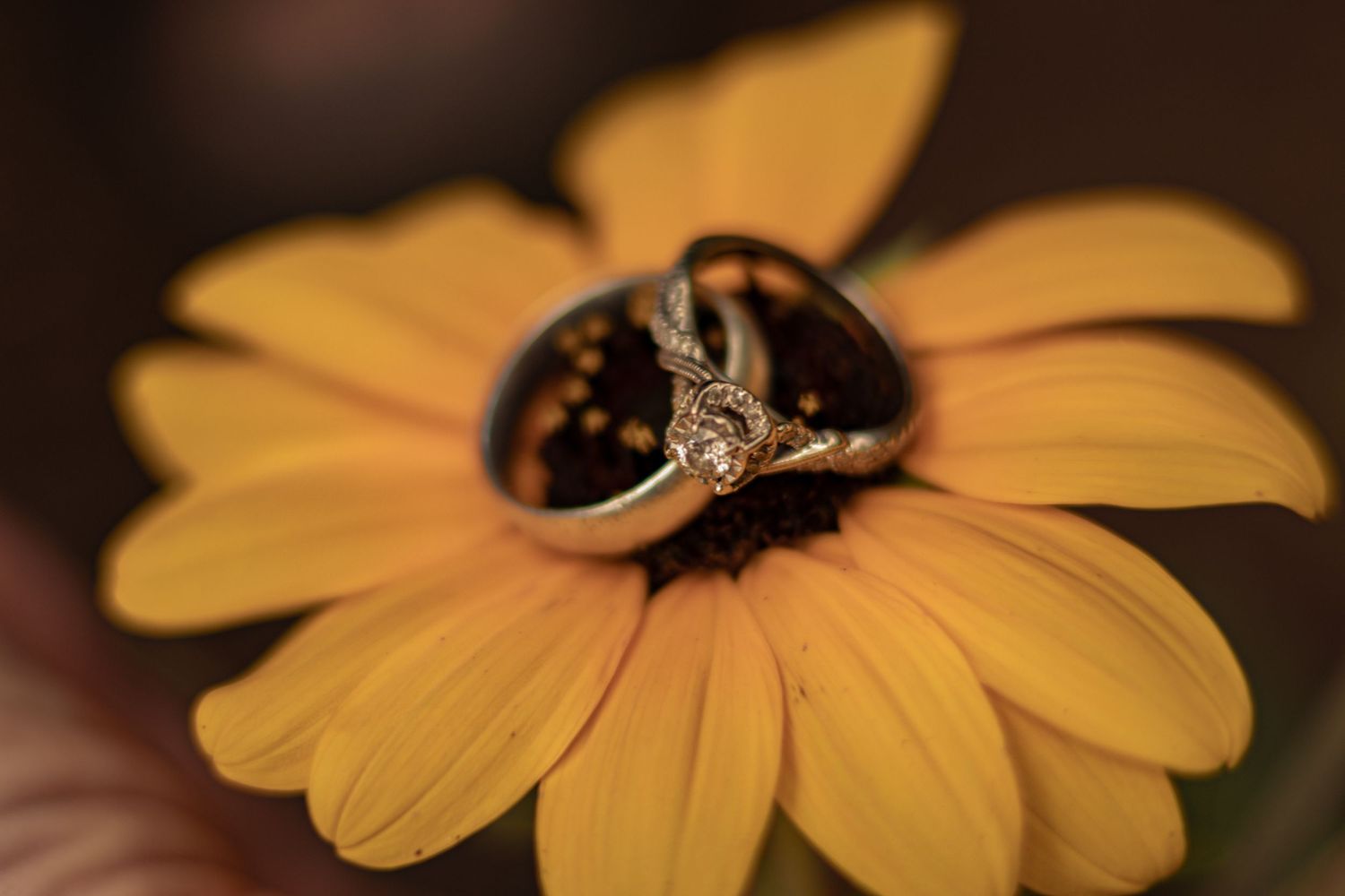 Close-up macro photograph of yellow Black-eyed Susan flowers with dark brown centers in warm lighting.