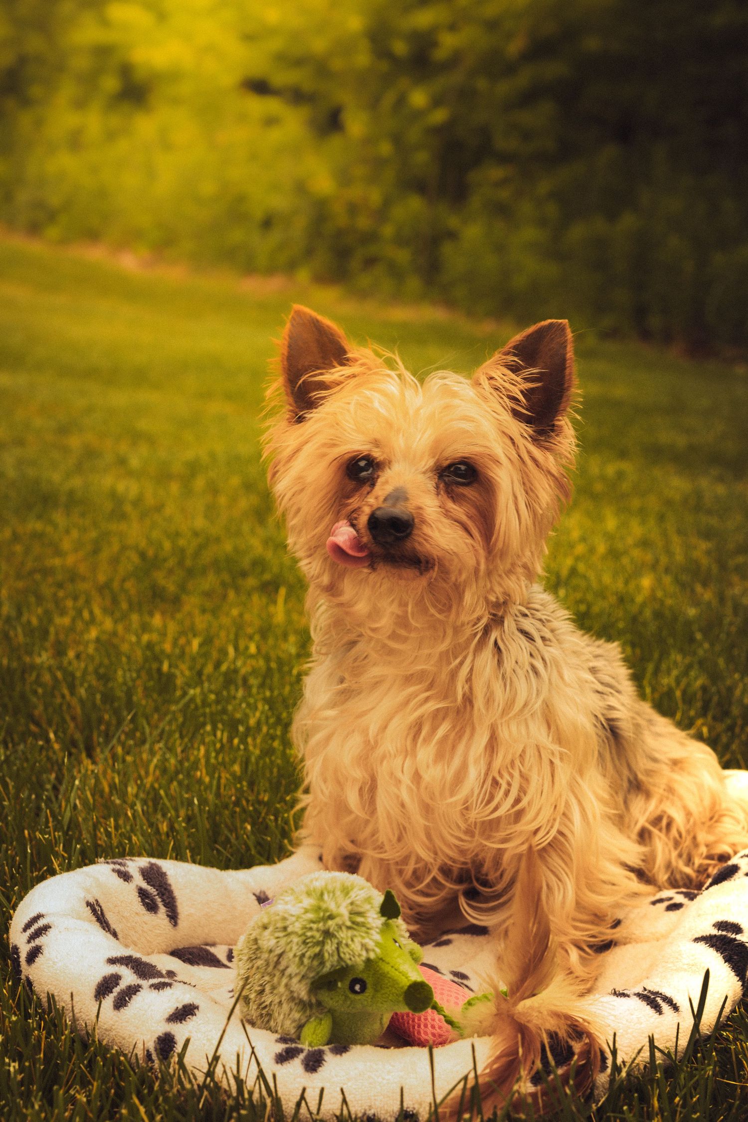 A fluffy Yorkshire Terrier sits on a pet bed in a sunny garden with a green hedgehog toy.